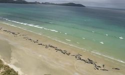 Yeni Zelanda'da pilot balinaların toplu intiharı araştırılıyor