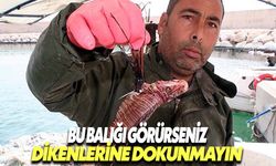 Akdeniz'de bu balığın dikenlerine dokunmayın