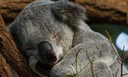 Dünyanın Uyku Kralı, Avustralya'nın Uzun Uyuyan Koalası