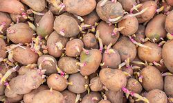 Sağlıklı ve Taze Patatesler İçin Saklama İpuçları