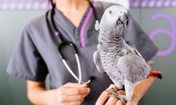Kuş Sağlığı ve Veteriner Avian Uzmanlarının Önemi