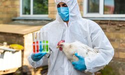 Yeni Kuş Gribi Dalgası Pandemi Endişesi Yaratıyor