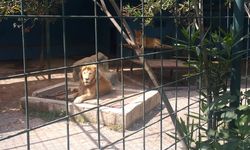 Manavgat’ta kaçan aslan bir kişiyi yaraladı