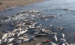 Mersin’de kıyıya vuran kefaller endişe yarattı