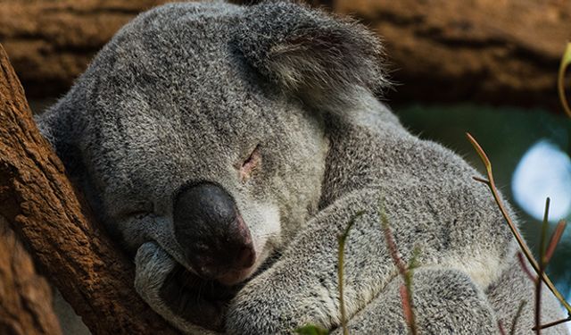 Dünyanın Uyku Kralı, Avustralya'nın Uzun Uyuyan Koalası