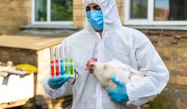 Yeni Kuş Gribi Dalgası Pandemi Endişesi Yaratıyor