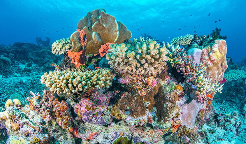 Mercan Cennetlerinde Renkli Dünyaların Keşfi