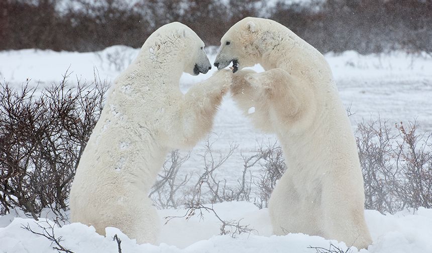 Kutup Ayılarının Küresel Isınmaya Uyum Sağlama Mücadelesi