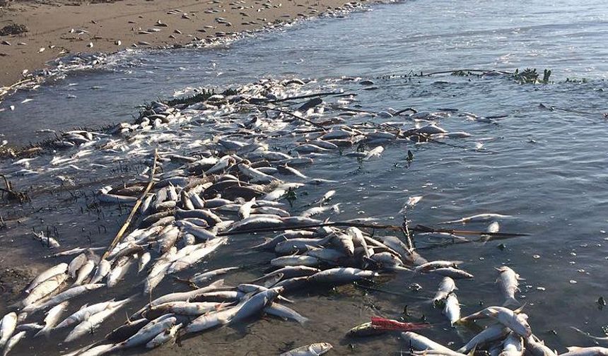 Mersin’de kıyıya vuran kefaller endişe yarattı